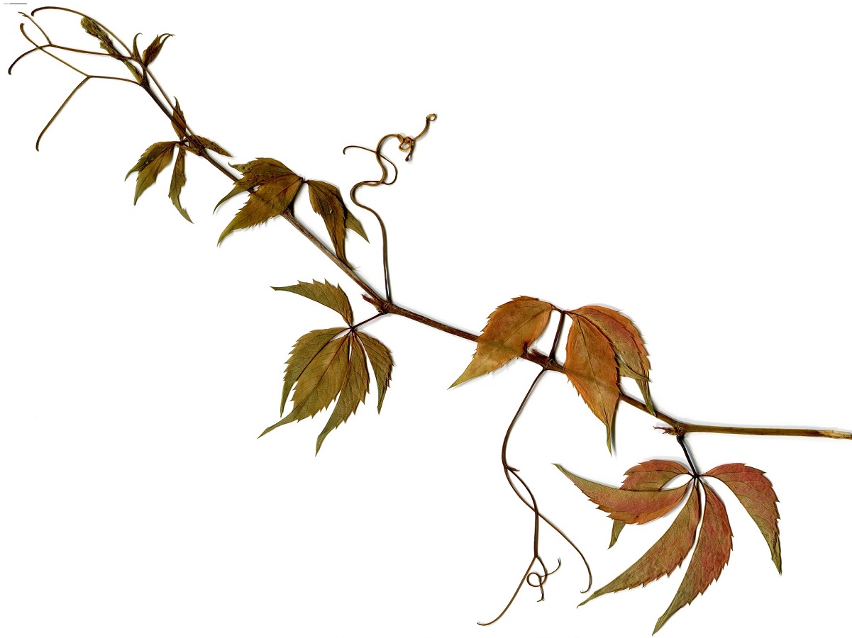 Parthenocissus inserta (Vitaceae)